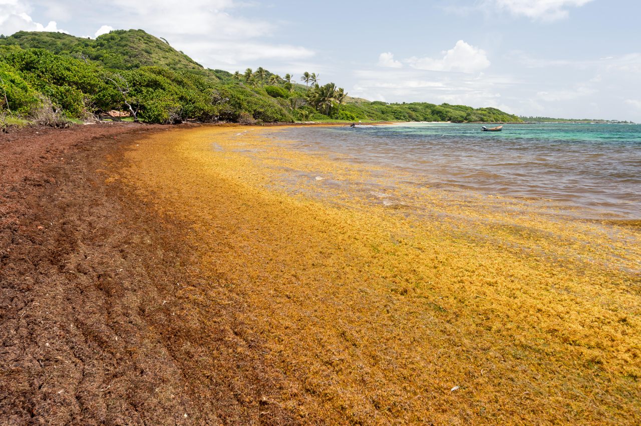 Coastal sargassum seaweed