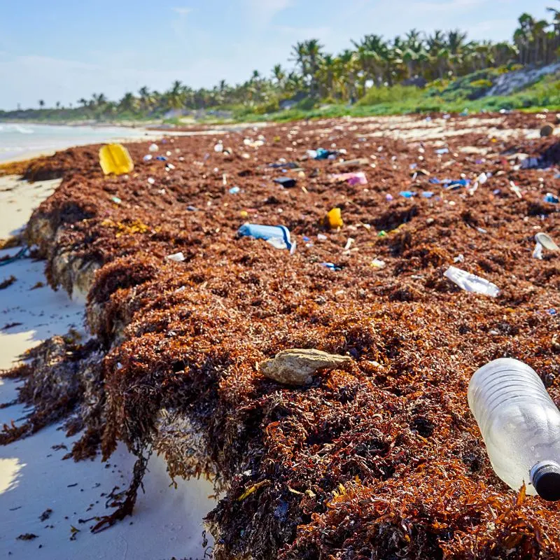 Coastal sargassum seaweed
